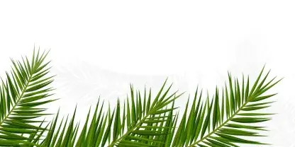frond