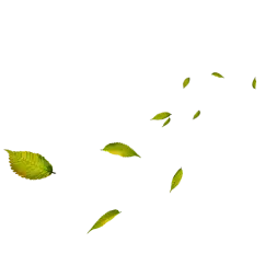 leaves
